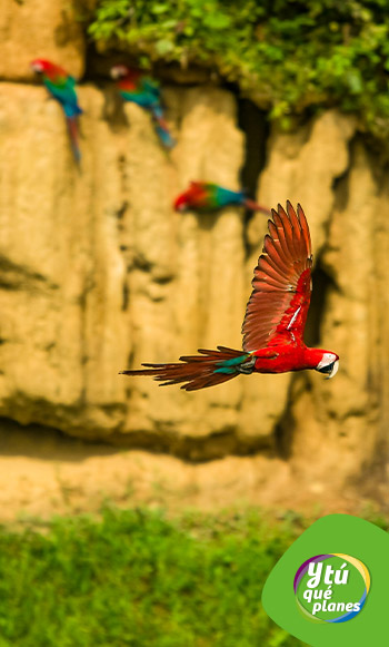 Guacamayos en el Parque Nacional de Manu